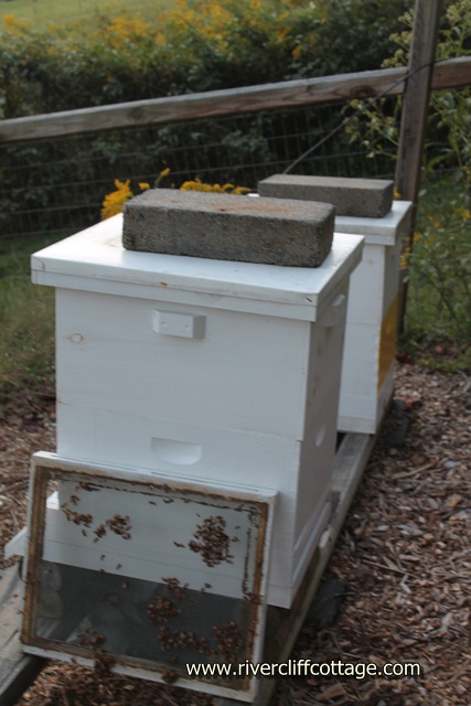 Beehive 5