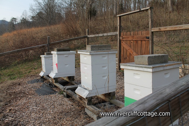 Bee Hives January