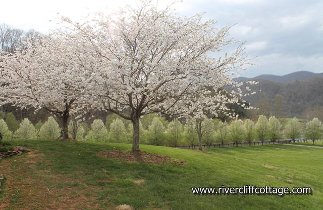 Flower Cherry Trees