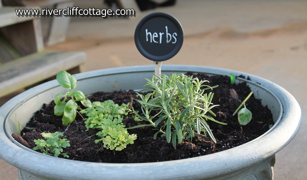 Herb Pot
