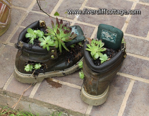 Boots With Hen & Chicks