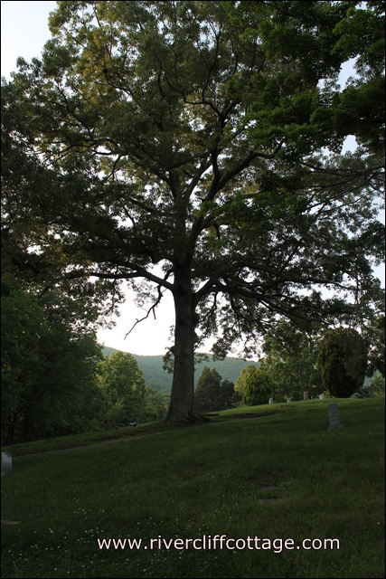 Mendota Cemetery Tree