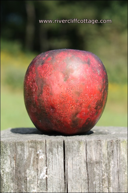 Apples on the Post