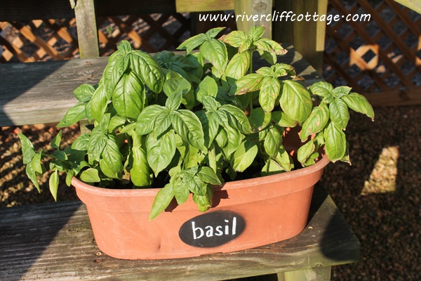 Basil from seed