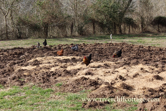 Chickens in the Field