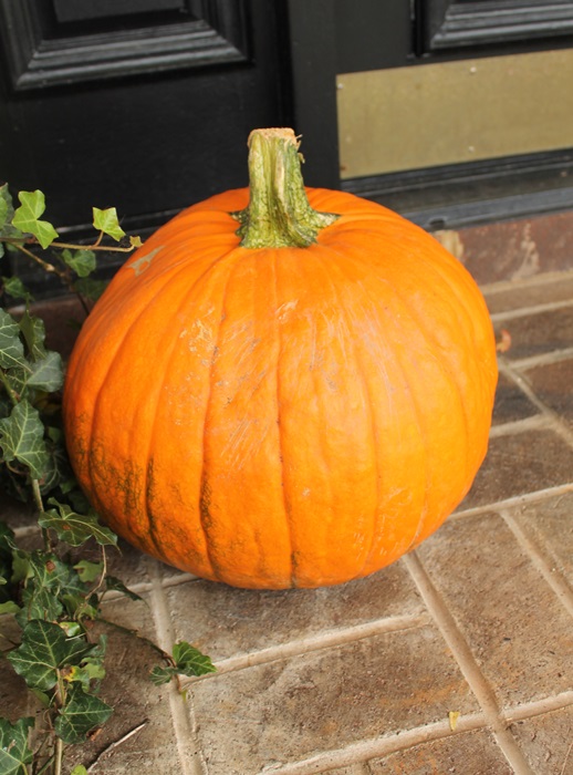Fall Neil's Pumpkin