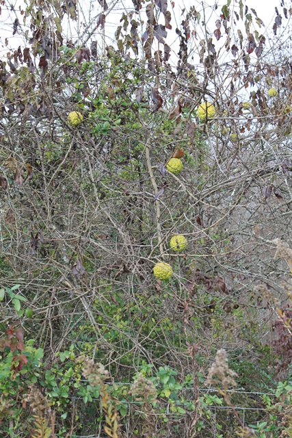 Hedge apples