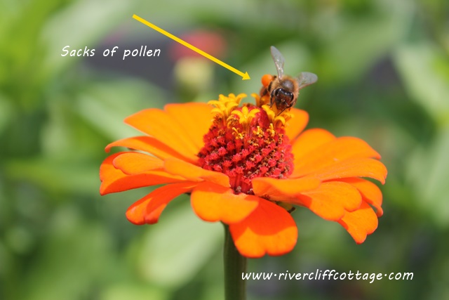 Honeybee with Pollen Sacks