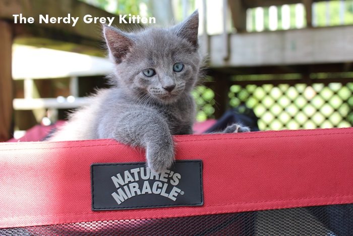 Nerdy Gray Kitten