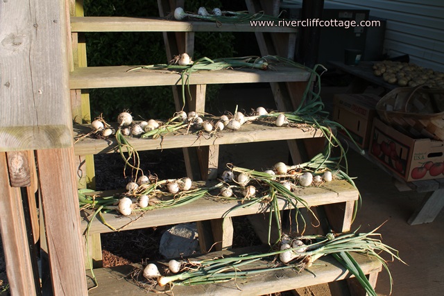 Onions White on Steps