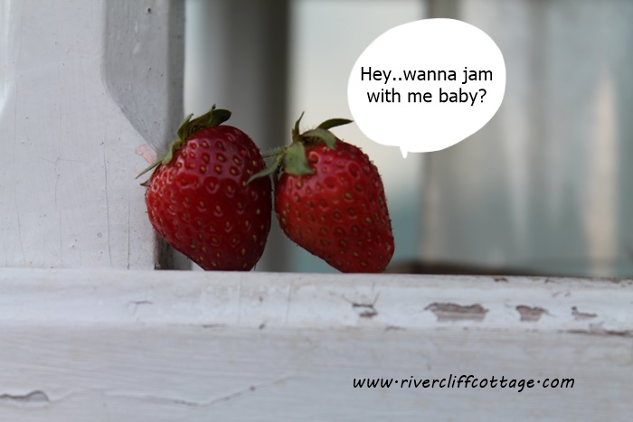 Strawberries Talking