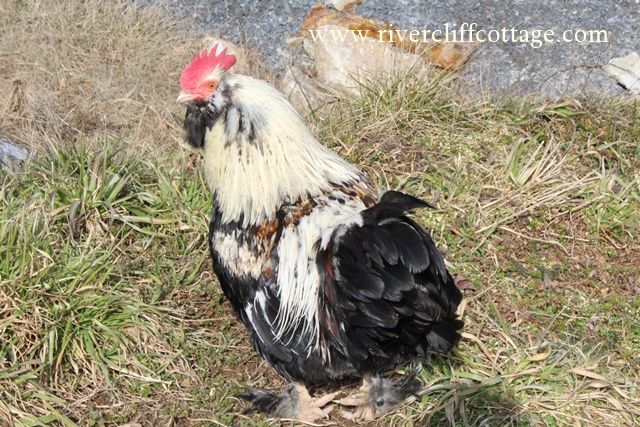 Thomas Jefferson Rooster